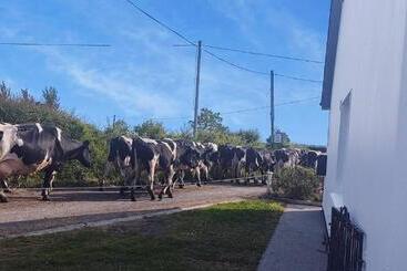 Pet Friendly Immaculate 2 Bed Cottage In Listowel
