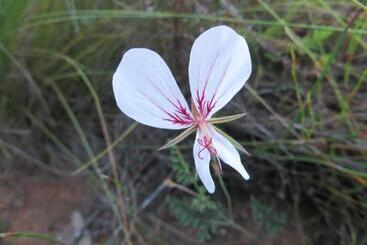 Joel S Off Grid Cottage In The Klein Karoo