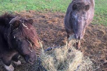 צימר Pipowagen Lidewei Groningen Westerwolde Unieke Ligging Met Eigen Tuin En Vrij Uitzicht Over Veld Naa