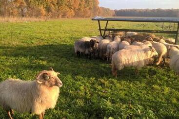 צימר Pipowagen Lidewei Groningen Westerwolde Unieke Ligging Met Eigen Tuin En Vrij Uitzicht Over Veld Naa