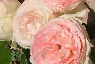 تختخواب و صبحانه Rose Garden Mezzanine