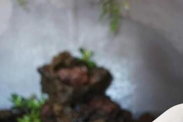 تختخواب و صبحانه Gardens Guest House