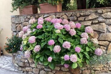 Ortensia Al Cotone
