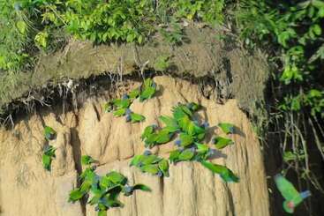 هتل Amazon Lodge Tambopata