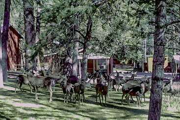 هتل Canyon Cabins