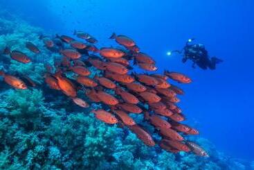 Viva Blue Resort And Diving Sharm El Naga