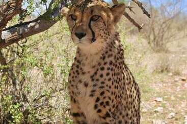 هتل Lapa Lange Game Lodge