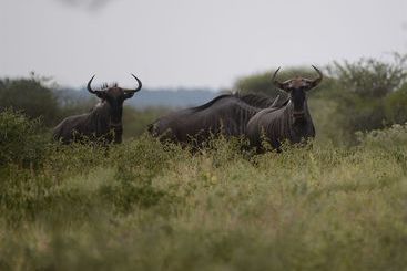 هتل Thabankulu Game Resort