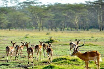 هتل Lake Elmenteita Serena Camp