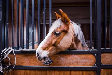 تختخواب و صبحانه Salio Equisport Resort