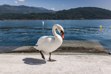 Lago Maggiore Bay