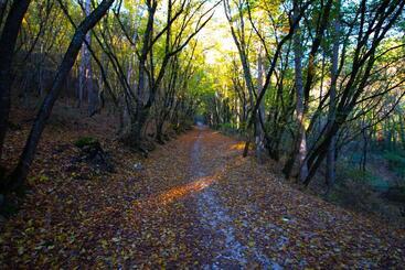 تختخواب و صبحانه Aria Di Bosco