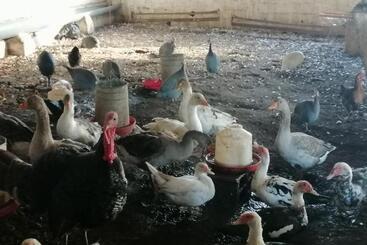 בית מלון כפרי Ferme Sacrée Nature