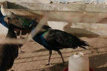 בית מלון כפרי Ferme Sacrée Nature