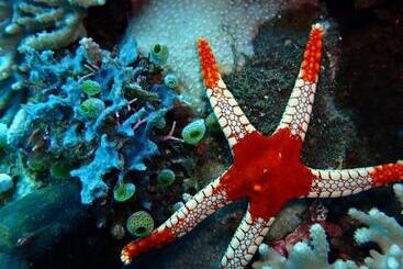 Palm Springs Bali Dive Resort