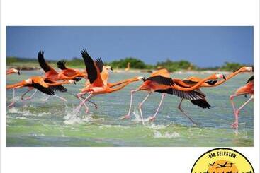 هتل Cabañas Camping Ria Celestun