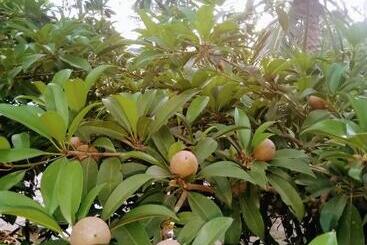 هتل Nettle Trees Farm Stay