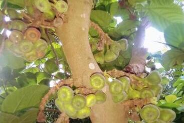 هتل Nettle Trees Farm Stay