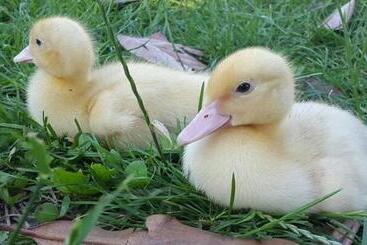 پانسیون Twins Farm