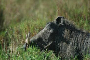 هتل Mara Intrepids Tented Camp