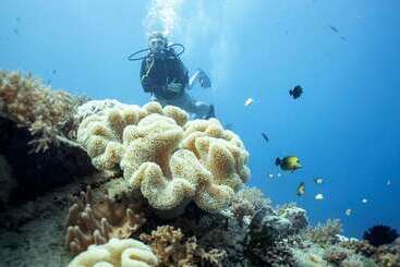 هتل Manta Dive Resort Gili Air
