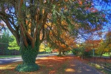 Chestnut Tree Holiday Units