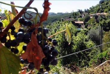 Quinta Das Escomoeiras - Celorico de Basto