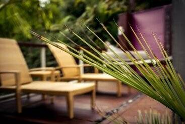 Sanctuary Palms