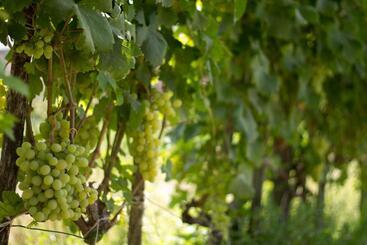 هتل Agriturismo Il Gelsomino Ritrovato