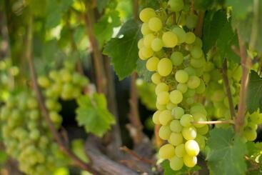 هتل Agriturismo Il Gelsomino Ritrovato