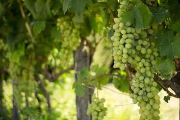 هتل Agriturismo Il Gelsomino Ritrovato