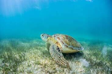 استراحتگاه Secrets Akumal Riviera Maya Adults Only