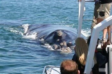 تختخواب و صبحانه Milkwood Lodge