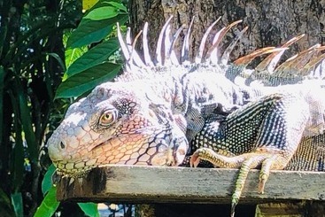 هتل Casa Manglar Villa