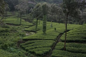 Wild Elephant Eco Friendly Resort