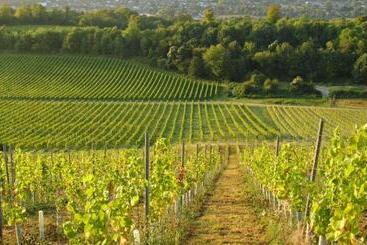 هتل Denbies Vineyard