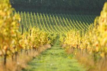 هتل Denbies Vineyard