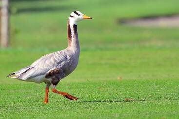 هتل Relais Golf Padova
