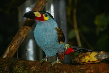 هتل Birdwatchers House Y Lodge