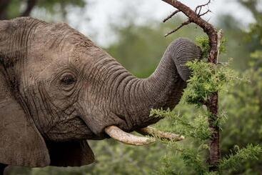 ホテル Safari Moon Luxury Bush Lodge