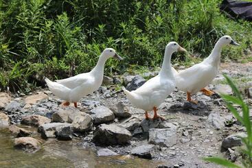 تختخواب و صبحانه Mary S Land Farm