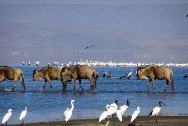 هتل Africa Safari Lake Natron Camping