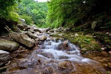 Pocheon Joey Tomato Pension