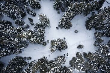 Forestis