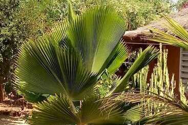 پانسیون Campement Baobab Chambres D Hotes 15mn De L Aeroport