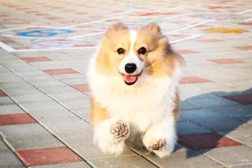 تختخواب و صبحانه Magnni Villa