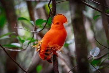 هتل Pousada Aldeia Mari Mari Amazon Lodge