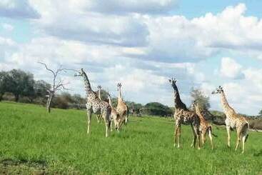 تختخواب و صبحانه Selous Adili Forest Camp