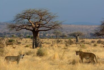 هتل Ruaha Dream Villa
