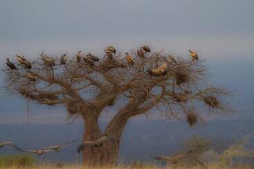 هتل Simbamwenni Lodge And Camping